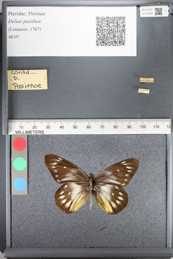 Media type: image;   Entomology 130308